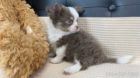 成約済の兵庫県のチワワ(ロングコート)-327021の10枚目